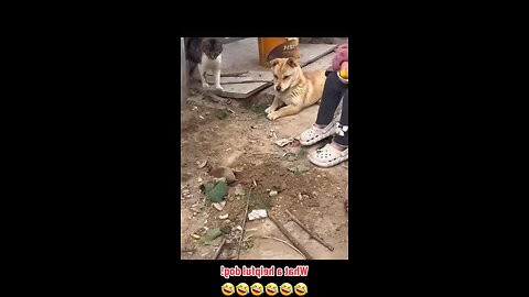 Funny Dog