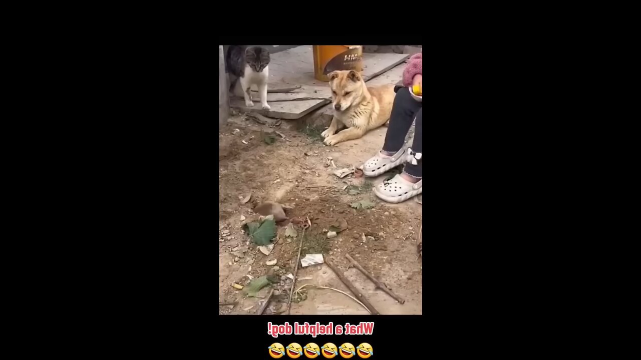 Funny Dog