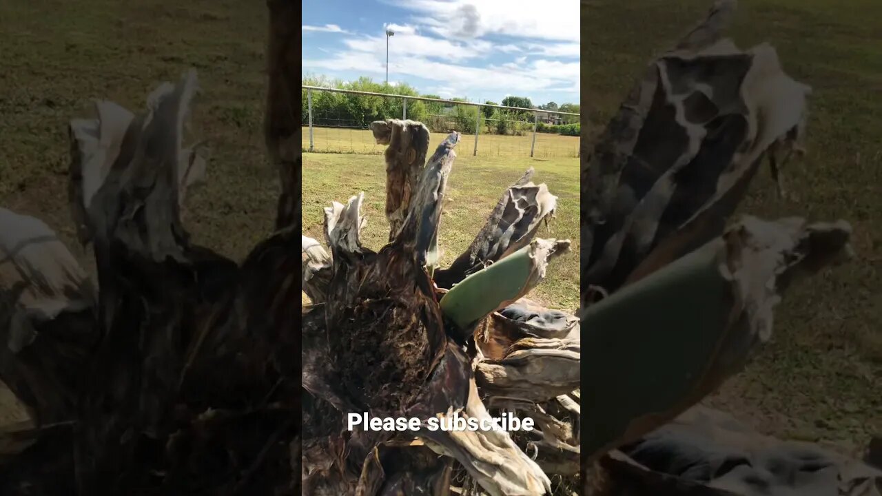 OUR MASSIVE AGAVE' PLANT FELL DOWN! #shorts