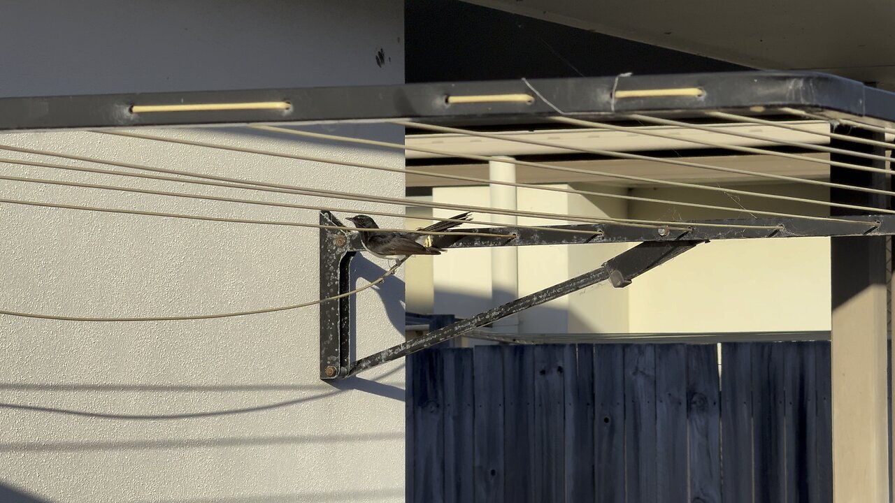 Willie Wagtail building a nest on our clothes line!!