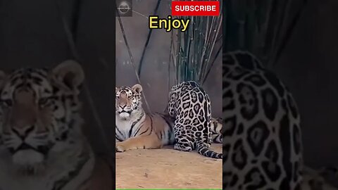 Exploring the Wonders of Wildlife: #shorts
