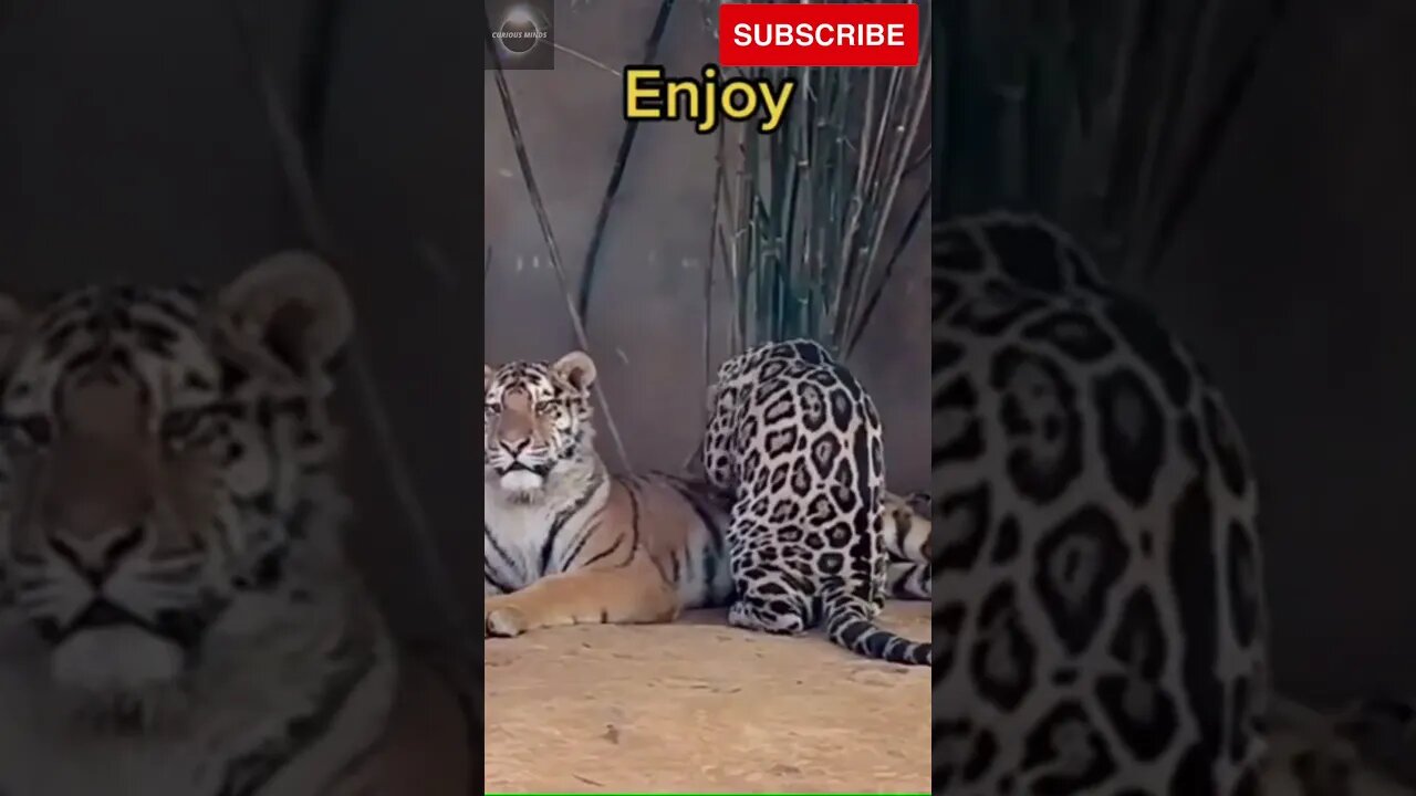 Exploring the Wonders of Wildlife: #shorts