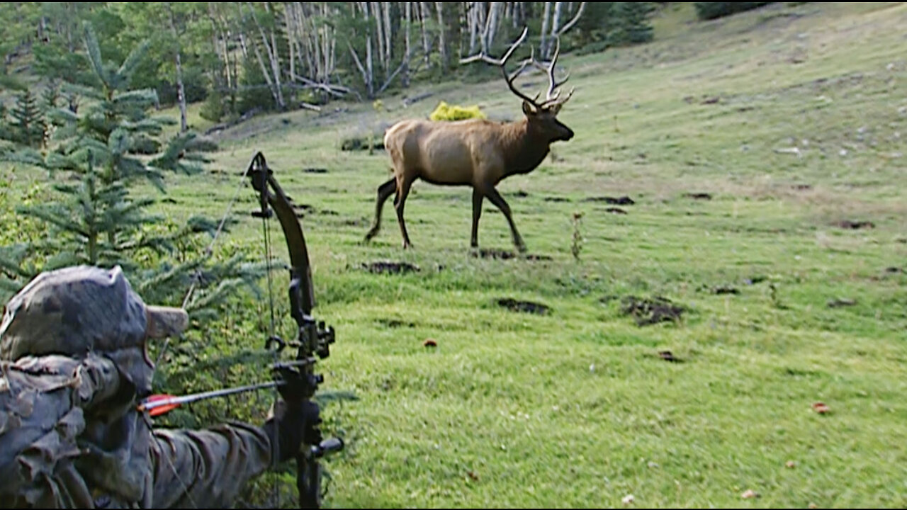 Bugling Bull Elk- Don't shoot the first Bull!