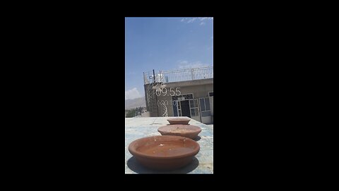 #Turtledove feeds and parrow feeding