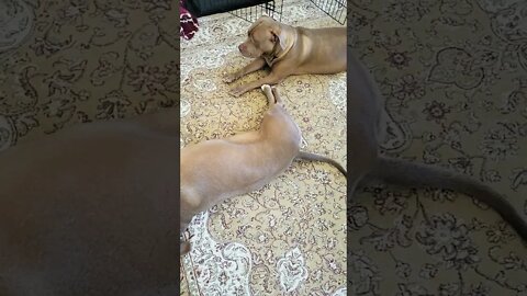 Pitbull Sisters 10 Months