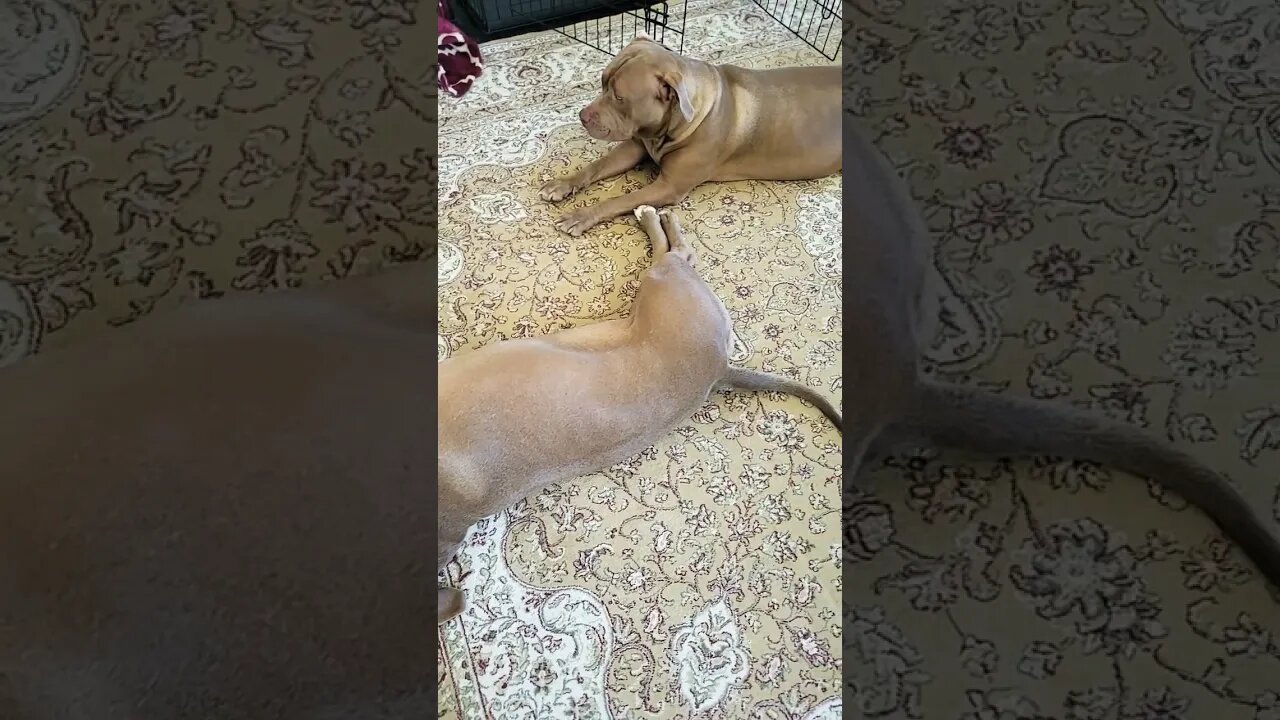 Pitbull Sisters 10 Months