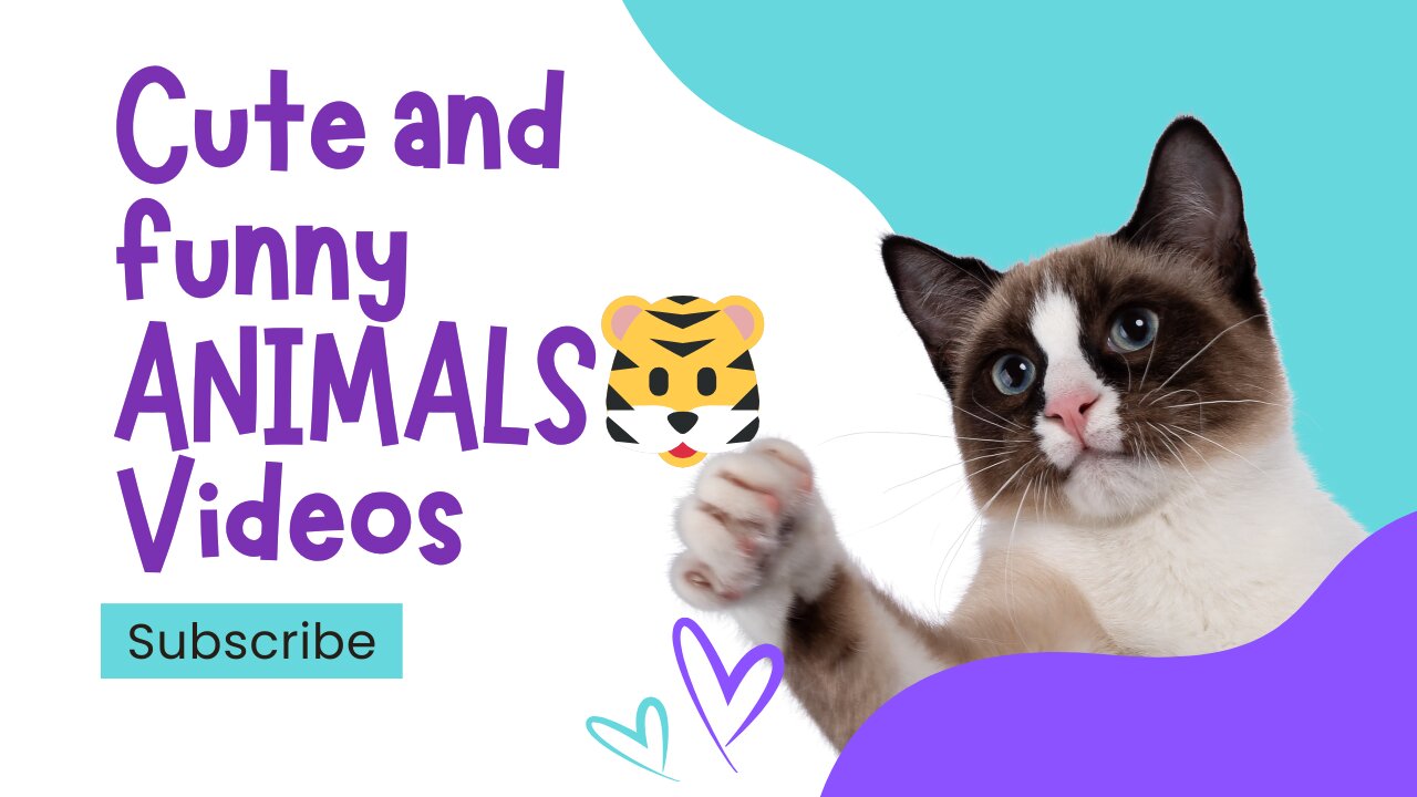 Cute and funny ANIMALS🐯Videos