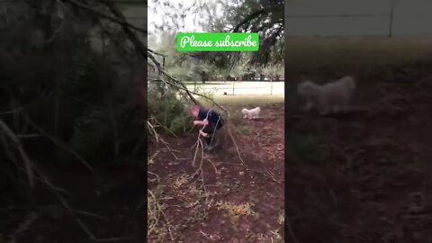 Found a HUGE Tree Branch Down After SEVERE THUNDERSTORM! #shorts