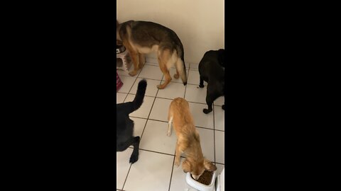 (Food Time) Our dogs enjoying their food