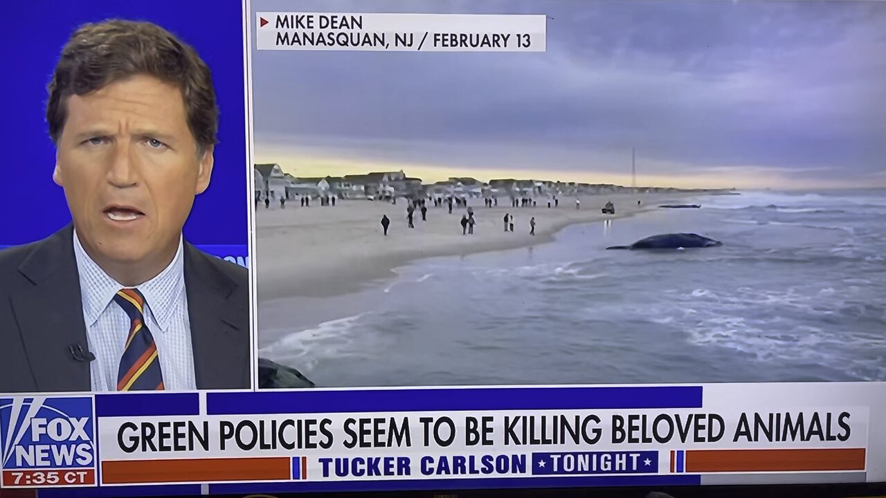 Why are whales and dolphins now washing up on shore dead