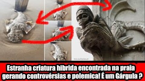 Estranha criatura hibrida encontrada na praia gerando controvérsias e polemica! E um Gárgula!