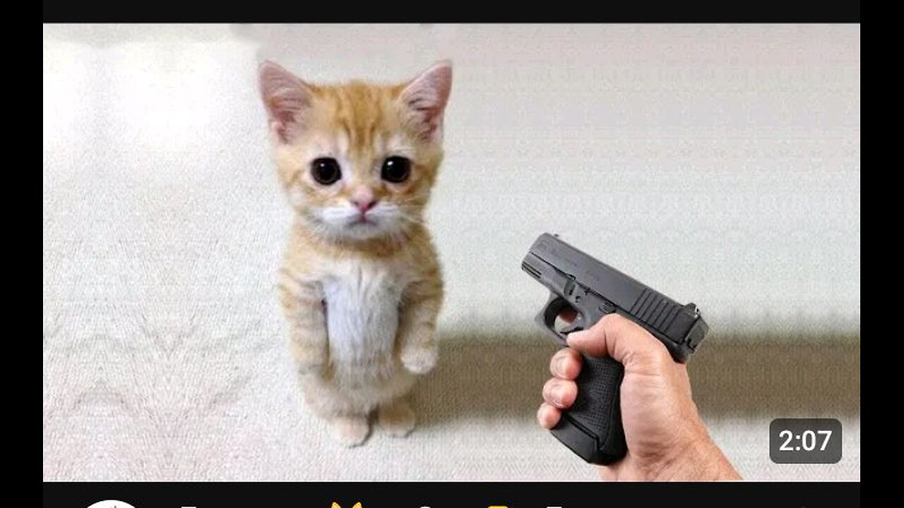 Funnycat 😂 gun