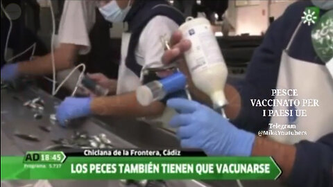 PESCE VACCINATO PER I PAESI UE