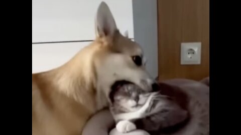 Friendly Cats and Dogs, Super Funny!!!