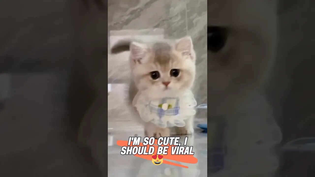 “Feline Frenzy: Adorable Kitties and playful Kittens Unleashed!” #cats #kittens #cute #adorable