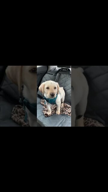 Aww so adorable and beautiful dog 🥰