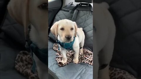 Aww so adorable and beautiful dog 🥰