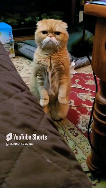 The Smallest Cat-a-pult #cat #catlover #catshorts #catvideos #shorts #scottishfold