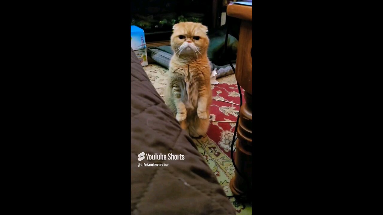 The Smallest Cat-a-pult #cat #catlover #catshorts #catvideos #shorts #scottishfold