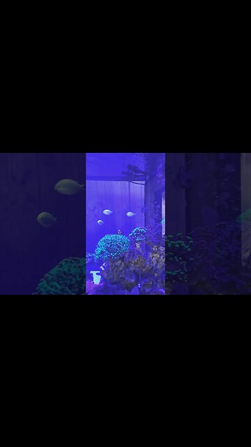 Happy #thanksgiving #saltwatertank