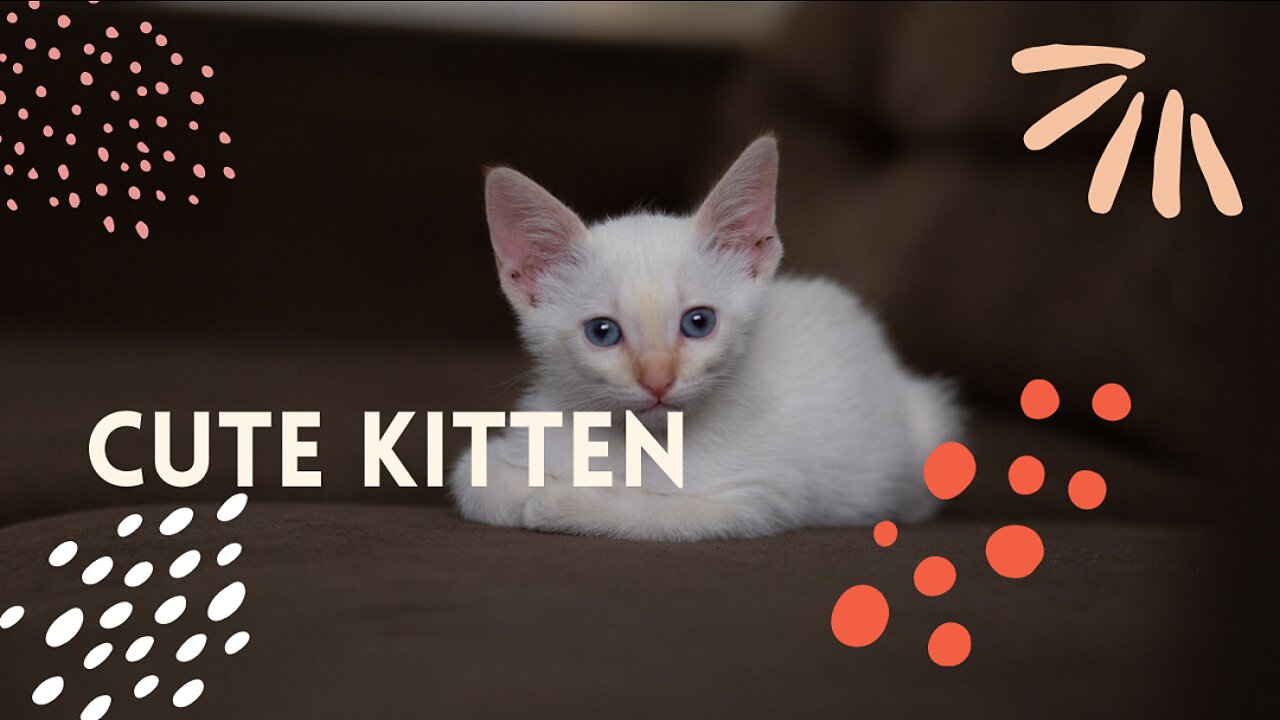 Cute Kitten Videos