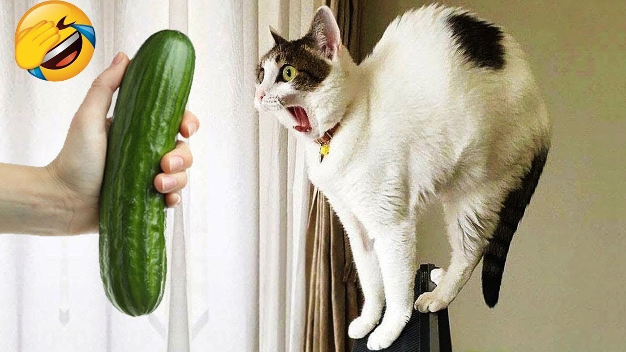 1 Hour Trending Funny Dogs And Cats Videos 😂 Funniest Cats and Dogs 😸🐶