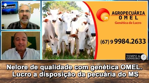 Nelore de qualidade com genética OMEL. Lucro a disposição da pecuária do MS