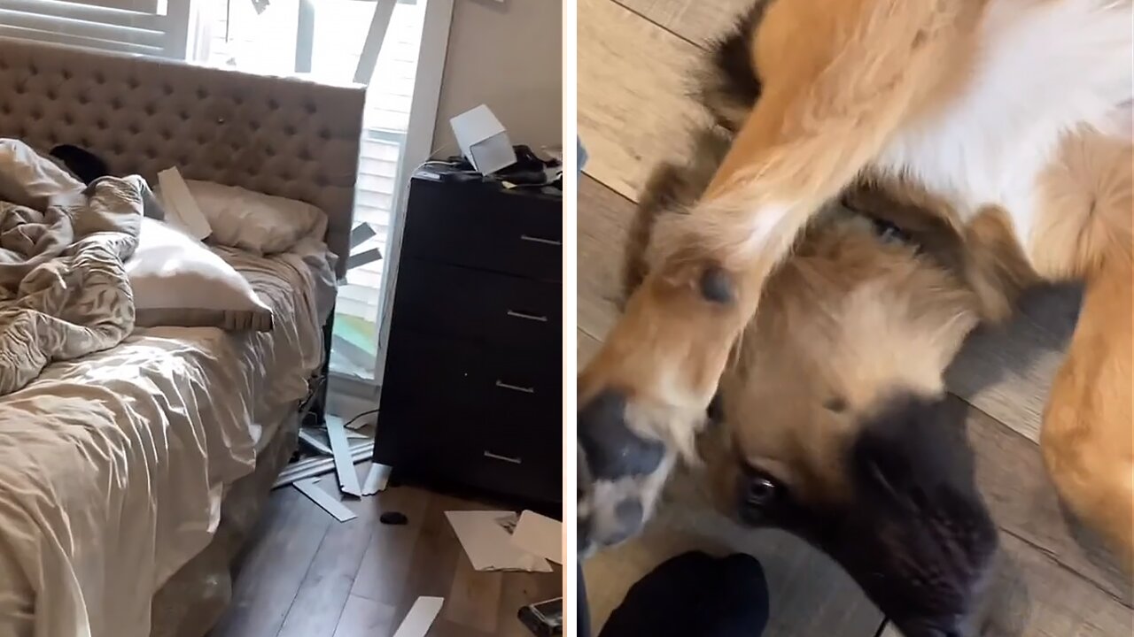 German Shepherd Left Alone Causes Complete Home Destruction