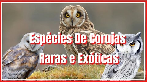 espécies De corujas raras e exóticas