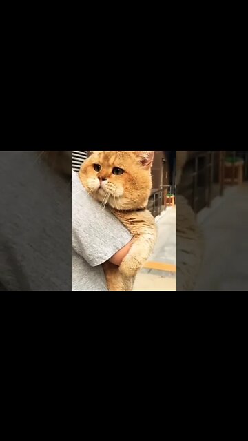 Big boi just wants to chill #shorts #shortsfeed #clips #shortvideo