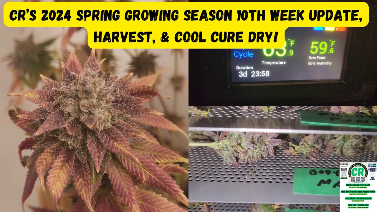 CR's 2024 Spring Growing Season - PSGX Tier 1 Tester Plants 10th Week Flower Update & Cool Cure Dry!