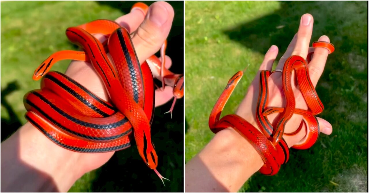 Bamboo Rat Snakes are playing on hand