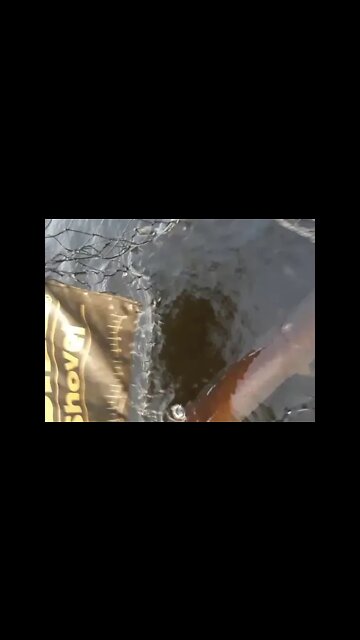 Musky catch 42"