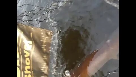 Musky catch 42"