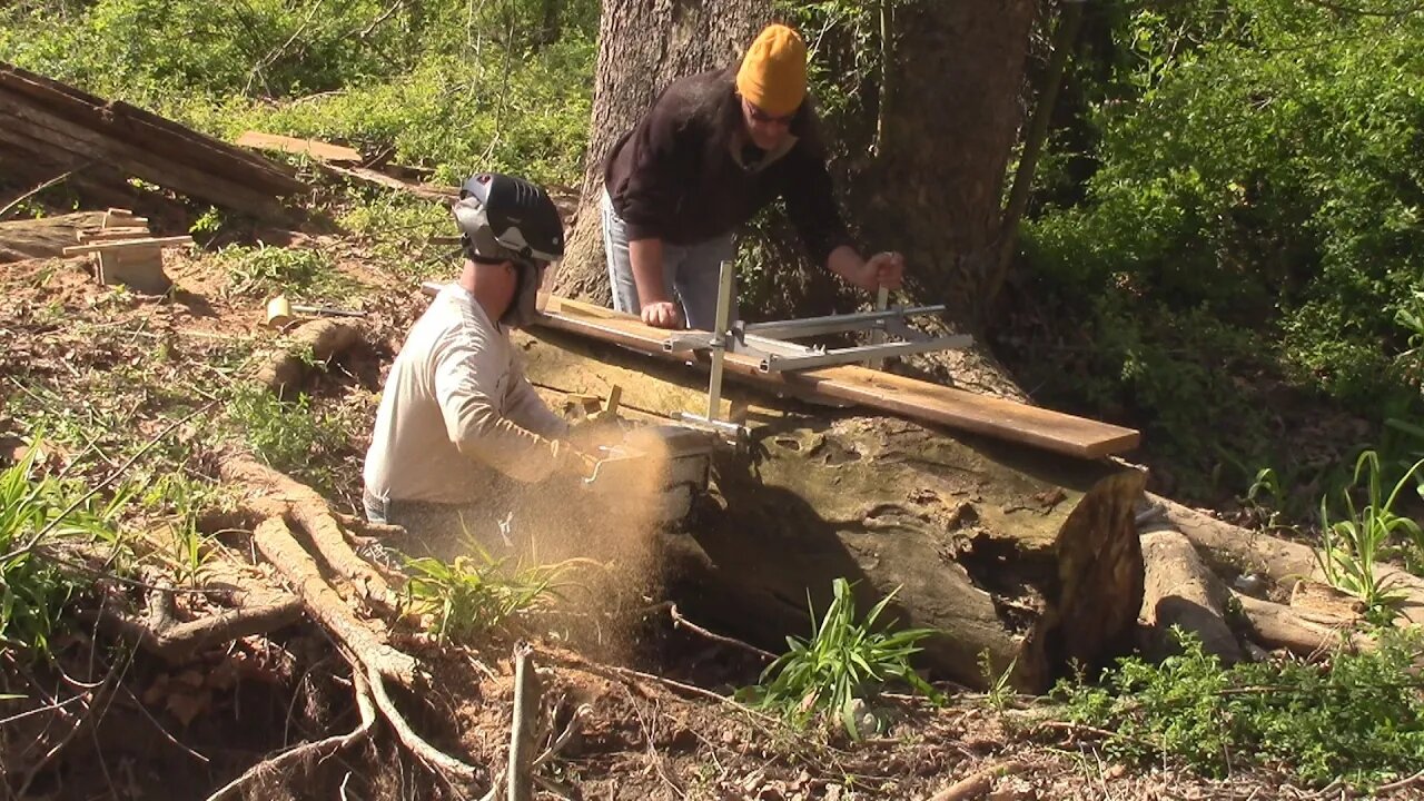 SLABBING SPALTED SYCAMORE LOGS