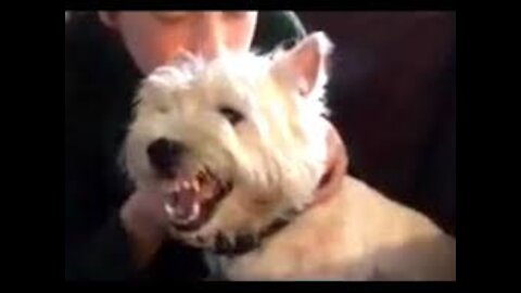 fanny angry dog