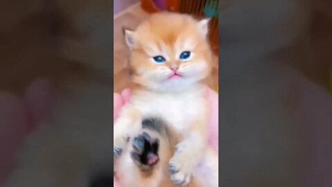 Cat crying#shorts