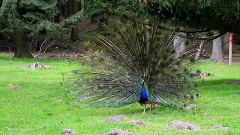 Amazing beautiful peacock Full HD