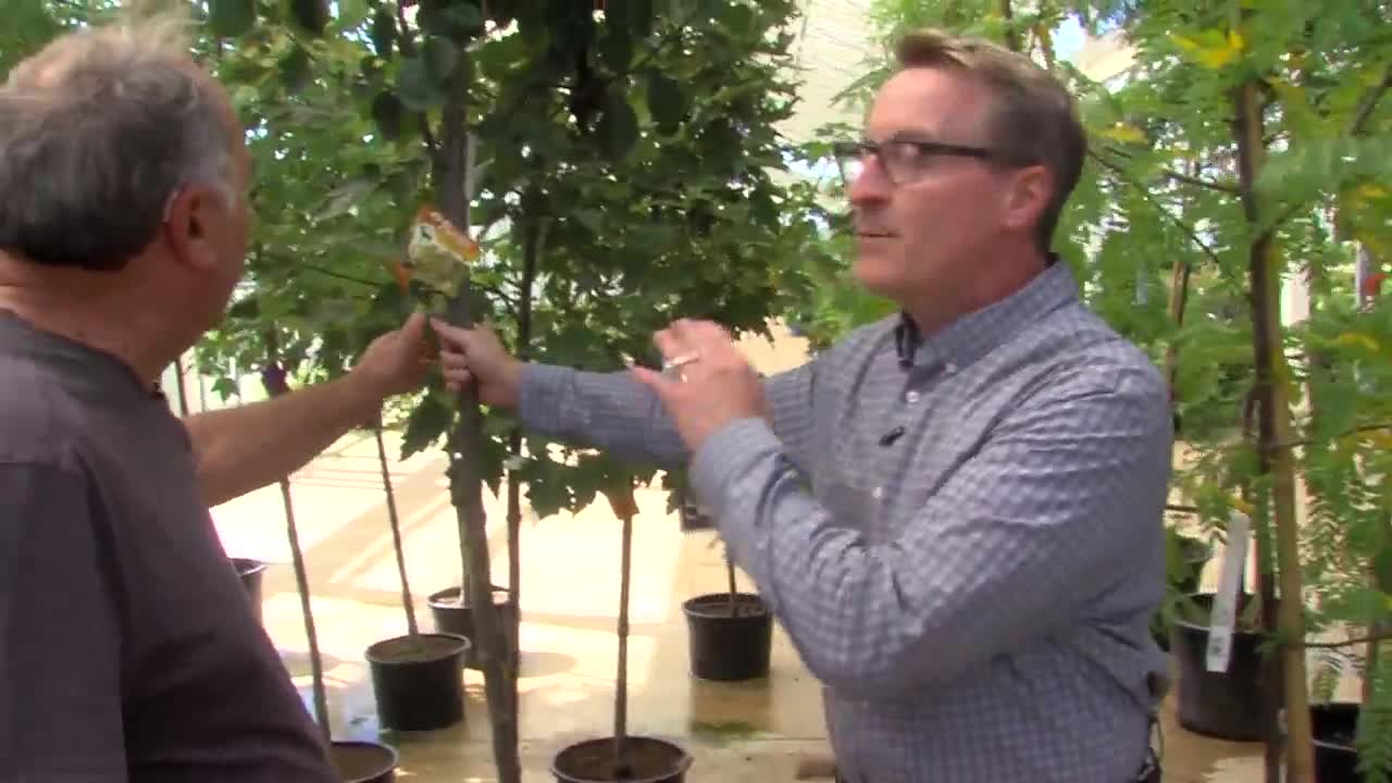 Angelo's Forest