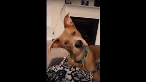 Best Funniest animals Videos 2022 🤣 - Funny Dogs And Cats Videos🐱