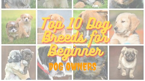 The TOP 10 Dog Breeds for BEGINNERS. Do you agree? What's your Favourite Dog Breed?