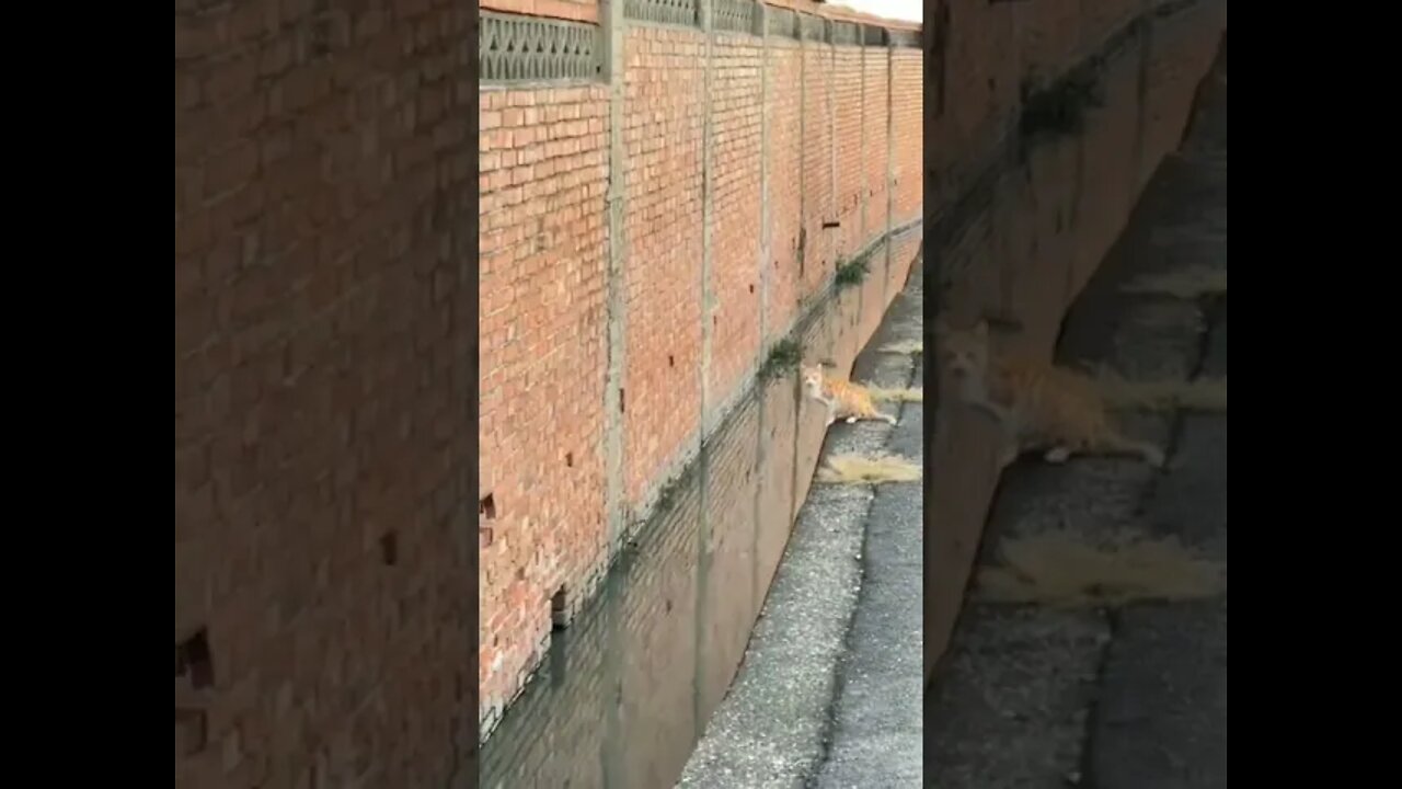 Gatinho Pulando Certinho no buraco da Parede #shorts