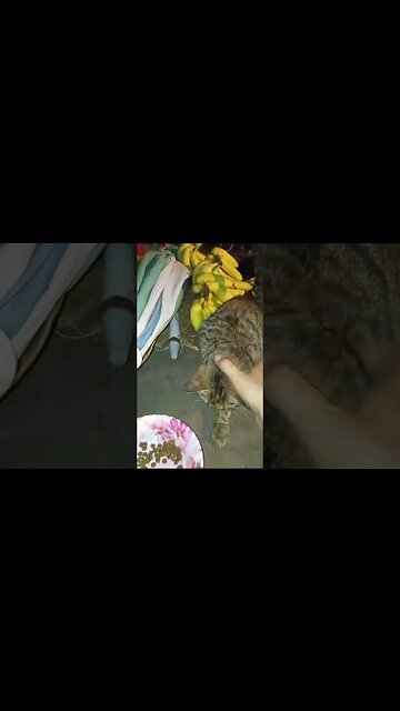 Брошенный бедный кот умирает из-за холодной погоды