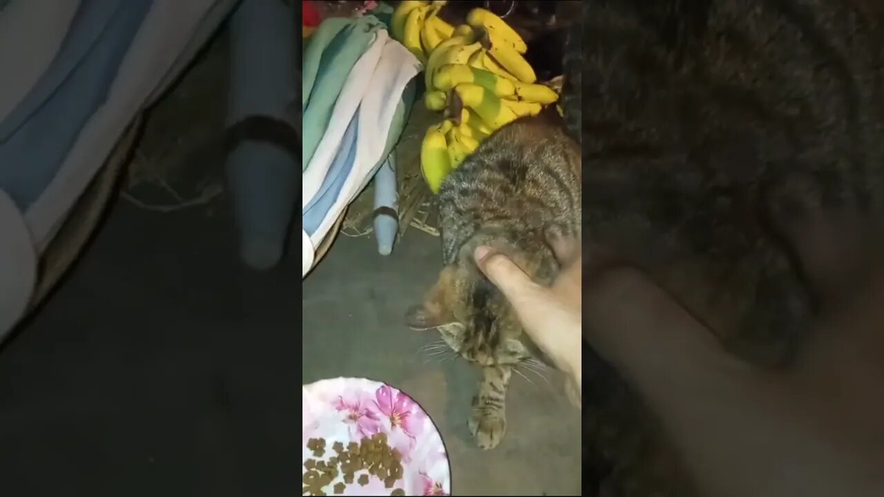 Брошенный бедный кот умирает из-за холодной погоды