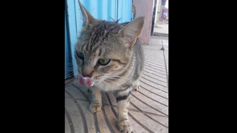 Feeding a street cat, it feels so good.