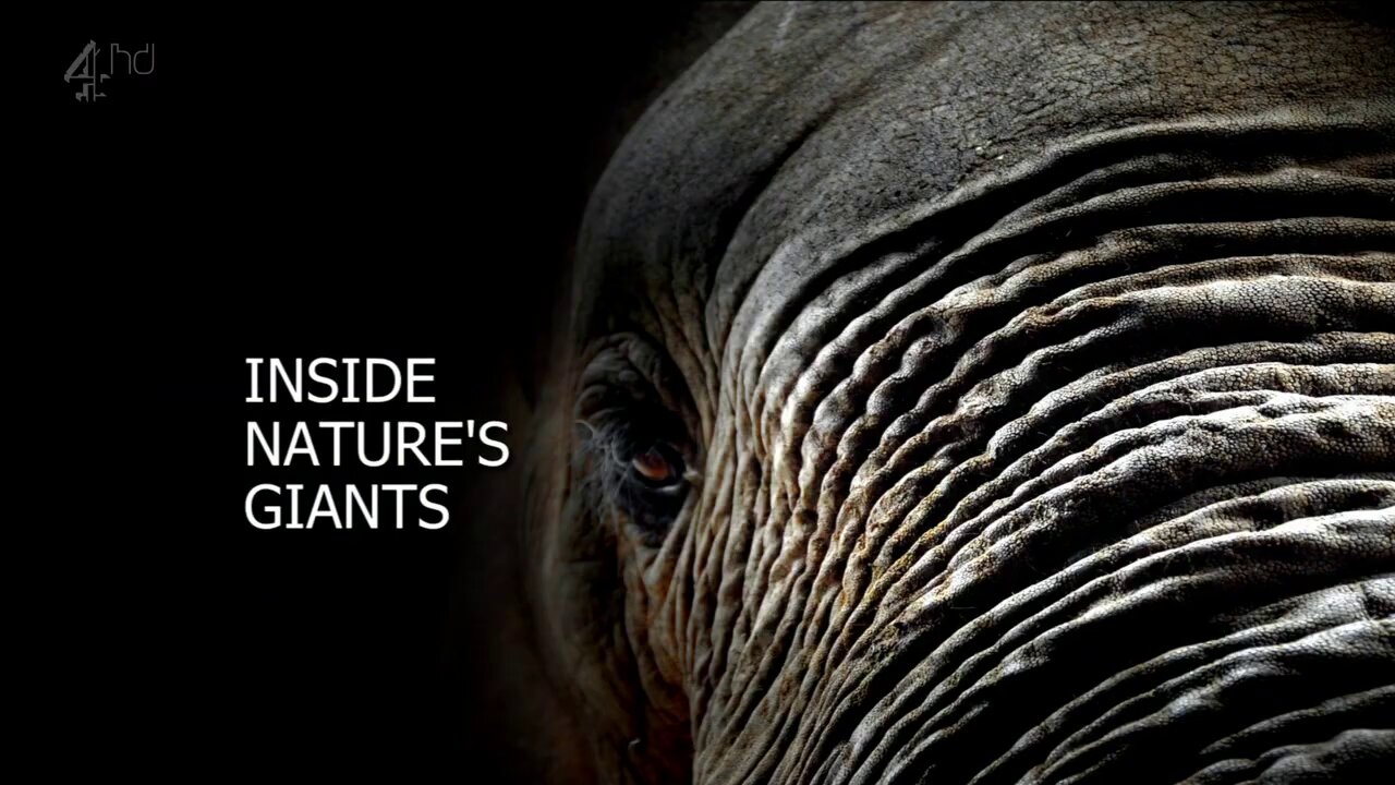 Inside Nature's Giants Elephant Dissection - S1e1