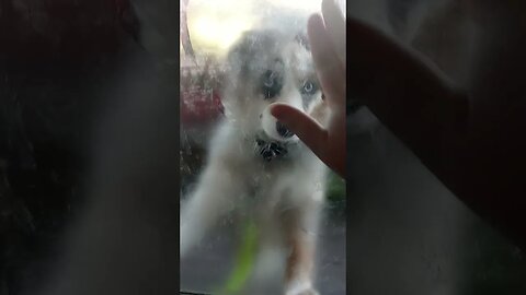 #puppylove #raw