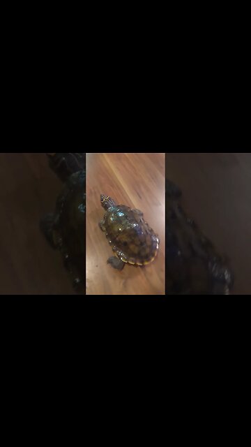 Biggest Mississippi Map Turtle in the world!! 🐢🐢