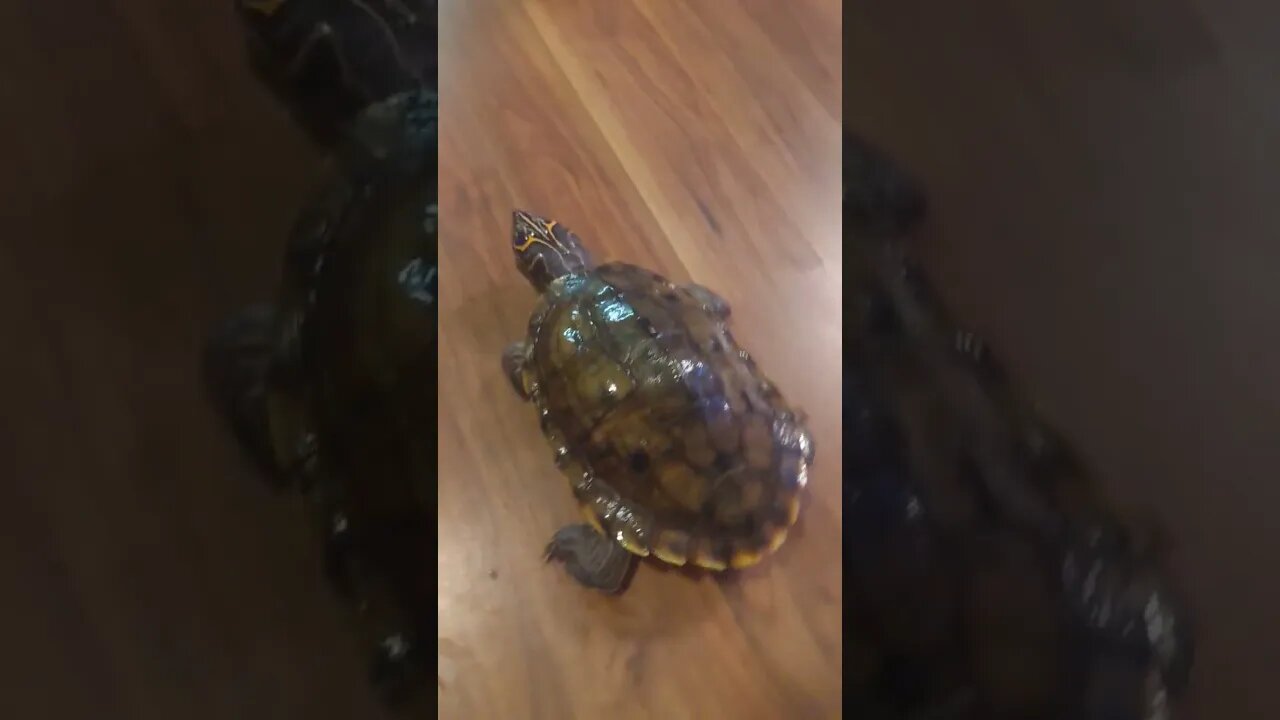 Biggest Mississippi Map Turtle in the world!! 🐢🐢