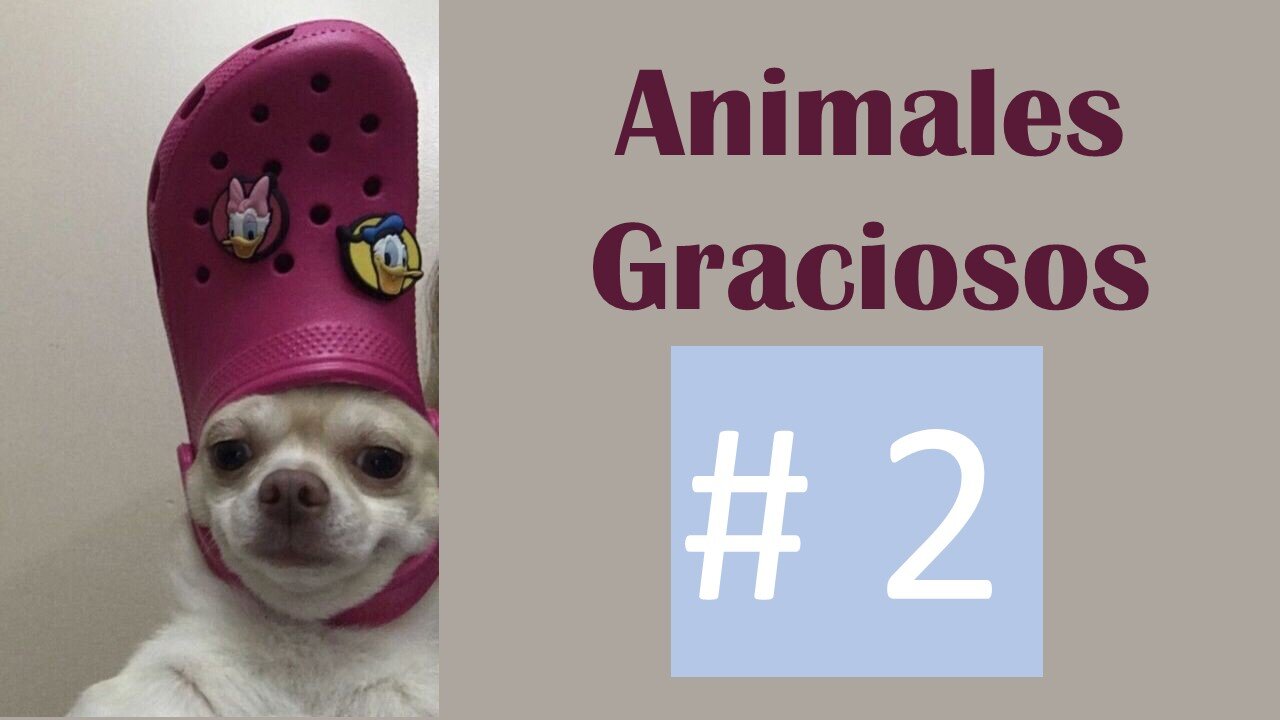 Animales Graciosos Parte #1 Funny Animals Part # 2